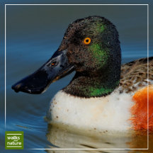 WWN Ducks (Shovelers)