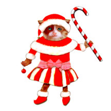 FUNNY CAT CHRISTMAS HOLIDAY