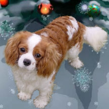 Cavalier King Charles Spaniel Christmas Gifts