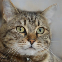 Throw Pillow Cat Lovers