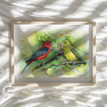 Scarlet Tanagers Watercolor Colored Pencil Drawing