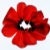 pg_GardenofGrace