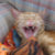 CrazyTabby