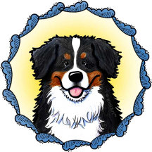 Bernese Mountain Dog