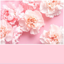 Pastel Pink Solid Color