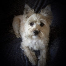 Cairntensity Artwork Collection