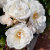 Your_Wedding