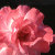 Photos_with_Focus