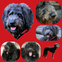 Happy Go Lucky photographic Shepadoodles