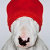 Bull_Terriers_UK