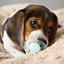 Shop officially licensed photography!