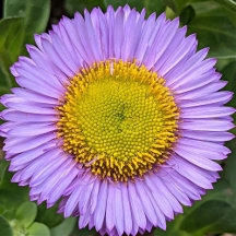 Purple Fleabane Flower