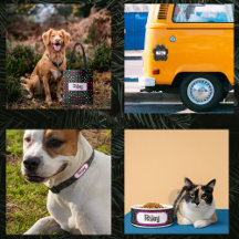 Black & Colorful dots 