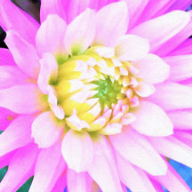 Pretty Pink, White and Yellow Cactus Dahlia Macro