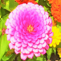 Pretty Round Pink Zinnia in the Summer Garden
