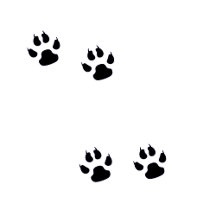 Dog Paw Prints