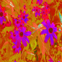 Colorful Ultra-Violet, Magenta and Red Wildflowers