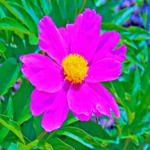 Brilliant Ultra-Violet Peony with Yellow Center