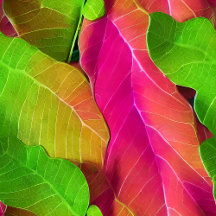 Beautiful Pink and Green Leafy Pattern
