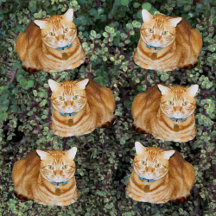 Cute Cats Collection 