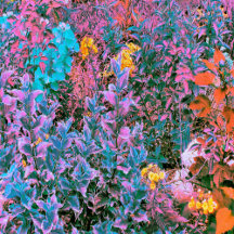 Abstract Coral, Pink Green and Aqua Garden Foliage