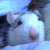 It's a Rat's World