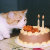 Celtic Cat Photos