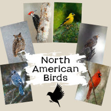 North American Birds