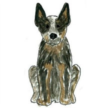 Australian Cattle Dog