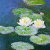 Monet Water Lily Art