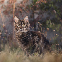 Maine Coon