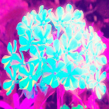 Robin's Egg Blue Peppermint Twist Phlox Flowers