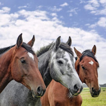 SPORTS HORSEMANSHIP/RACING