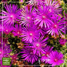 WWN Flowers (Ice Plants)