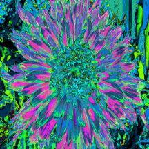 Psychedelic Magenta, Aqua and Lime Green Dahlia