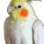 PopParrot