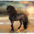 EquineFx
