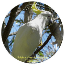 Sulphur Crested Cockatoos
