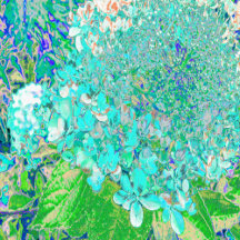 Elegant Aqua and Green Limelight Hydrangea Detail