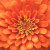 creativecurly