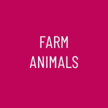 Farm Animals