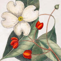 Mark Catesby Plants & Flowers