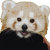 RedPandaLove
