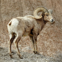 Bighorn Sheep