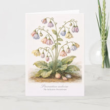 Imaginary Botanical Studies