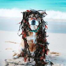 The dog with Seaweed in her hair