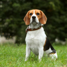Beagle
