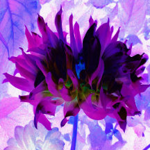 Stunning Purple and Black Cactus Dahlia