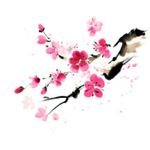 Pink Sakura Sumi-e Painting Collection