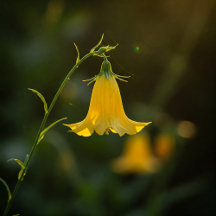 Flowers for the Soul/Flores para el Alma 